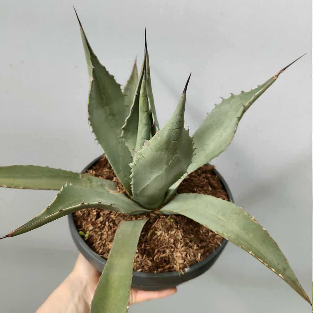 agave asperrima