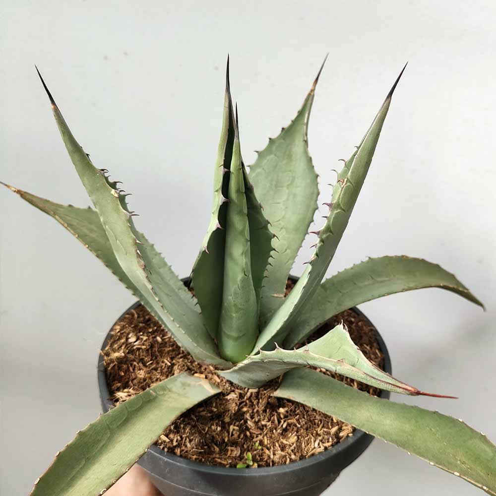 agave asperrima pianta