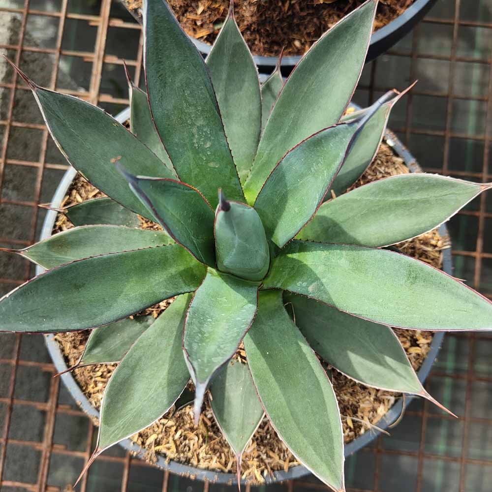 agave blue ember cactus