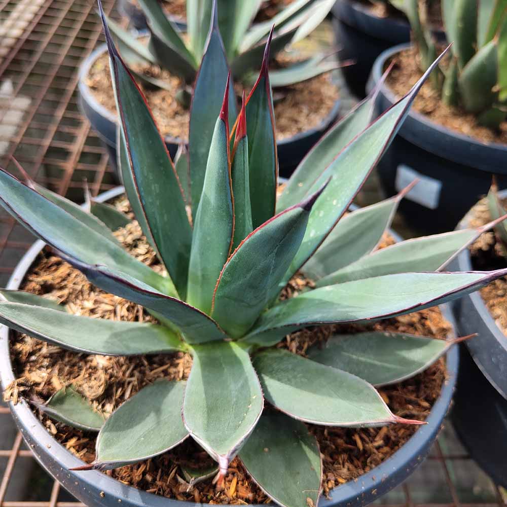 agave blue ember
