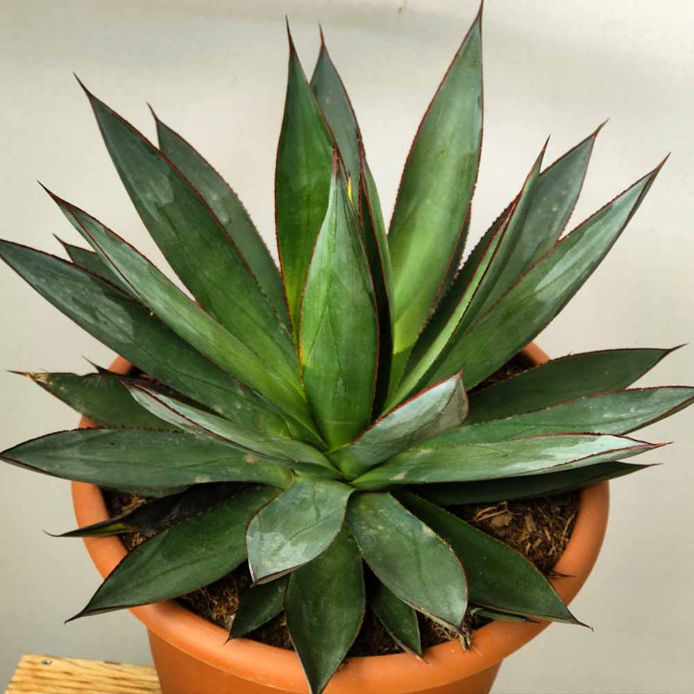 agave blue glow cactus
