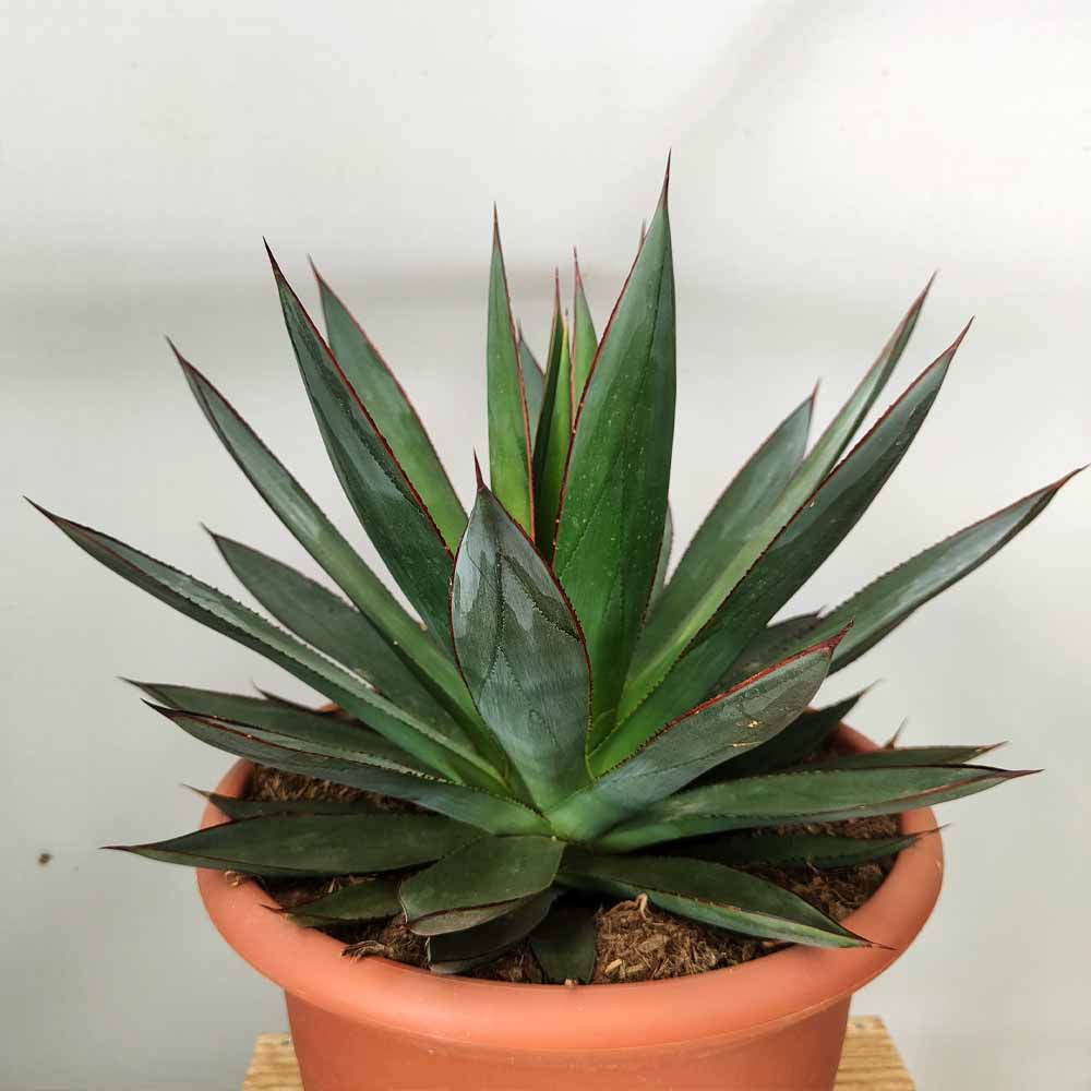 agave blue glow pianta grassa