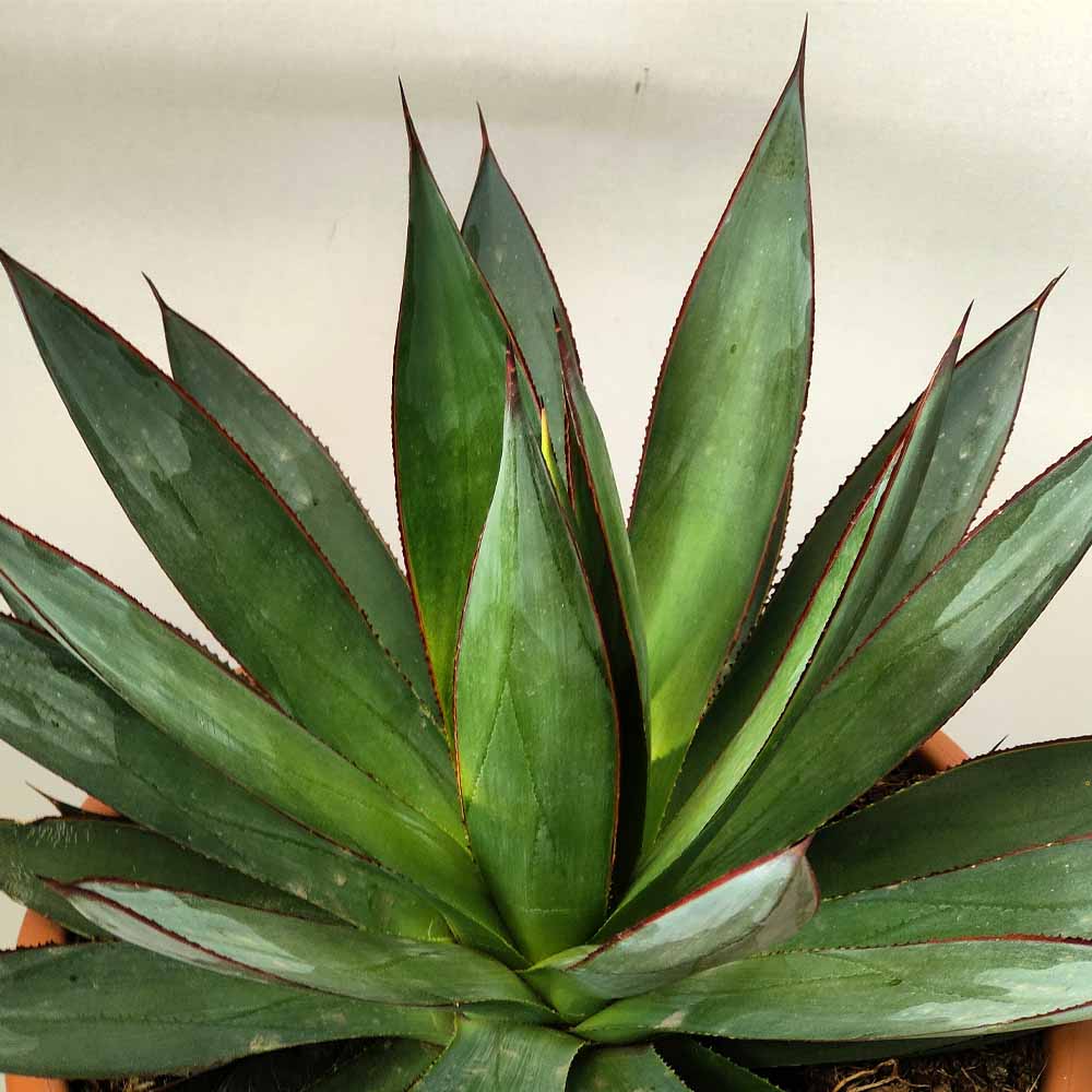 agave blue glow succulente