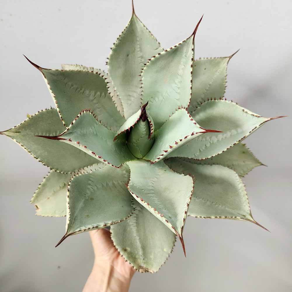 agave celsii nova blue