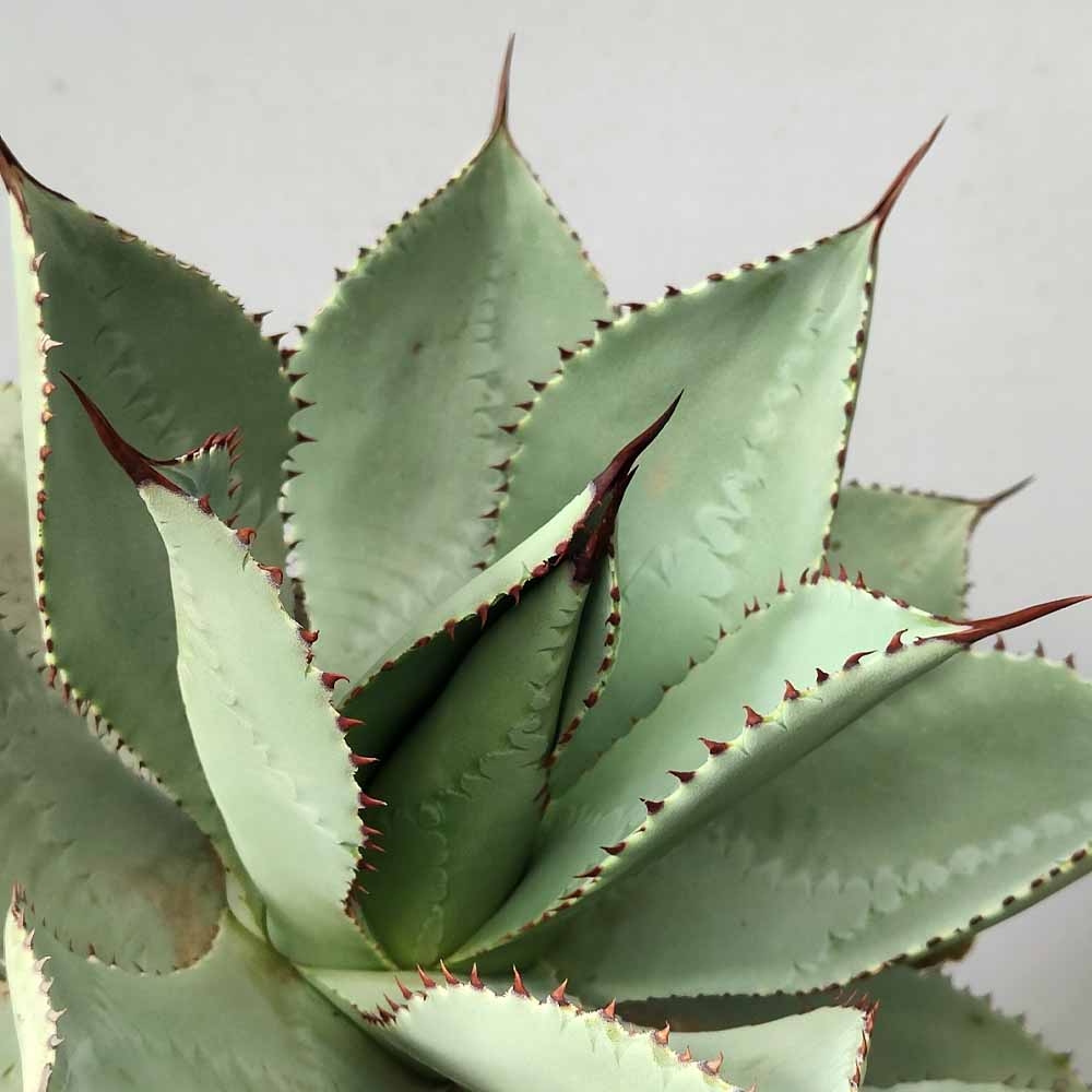 agave celsii nova blue pianta