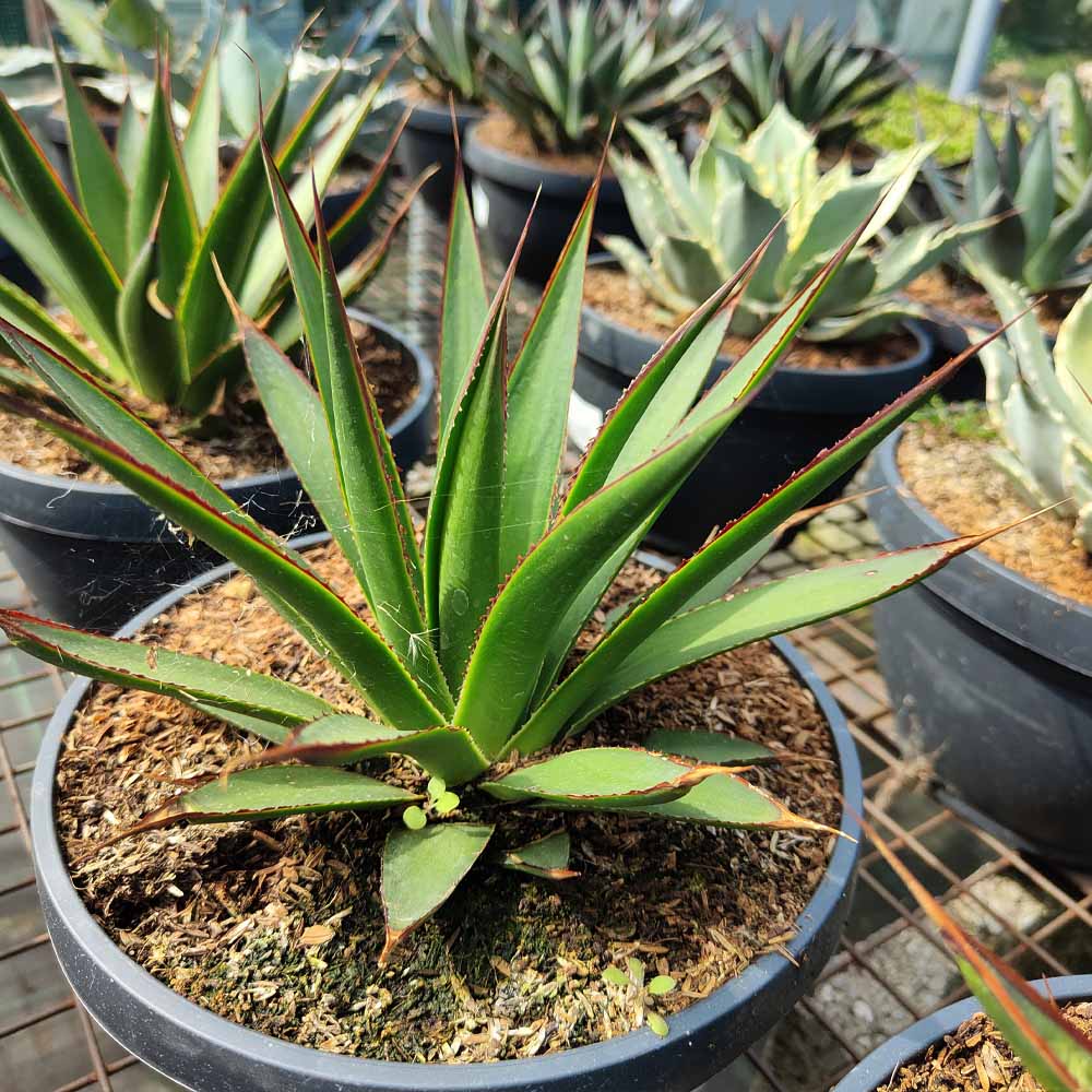 agave green glow pianta