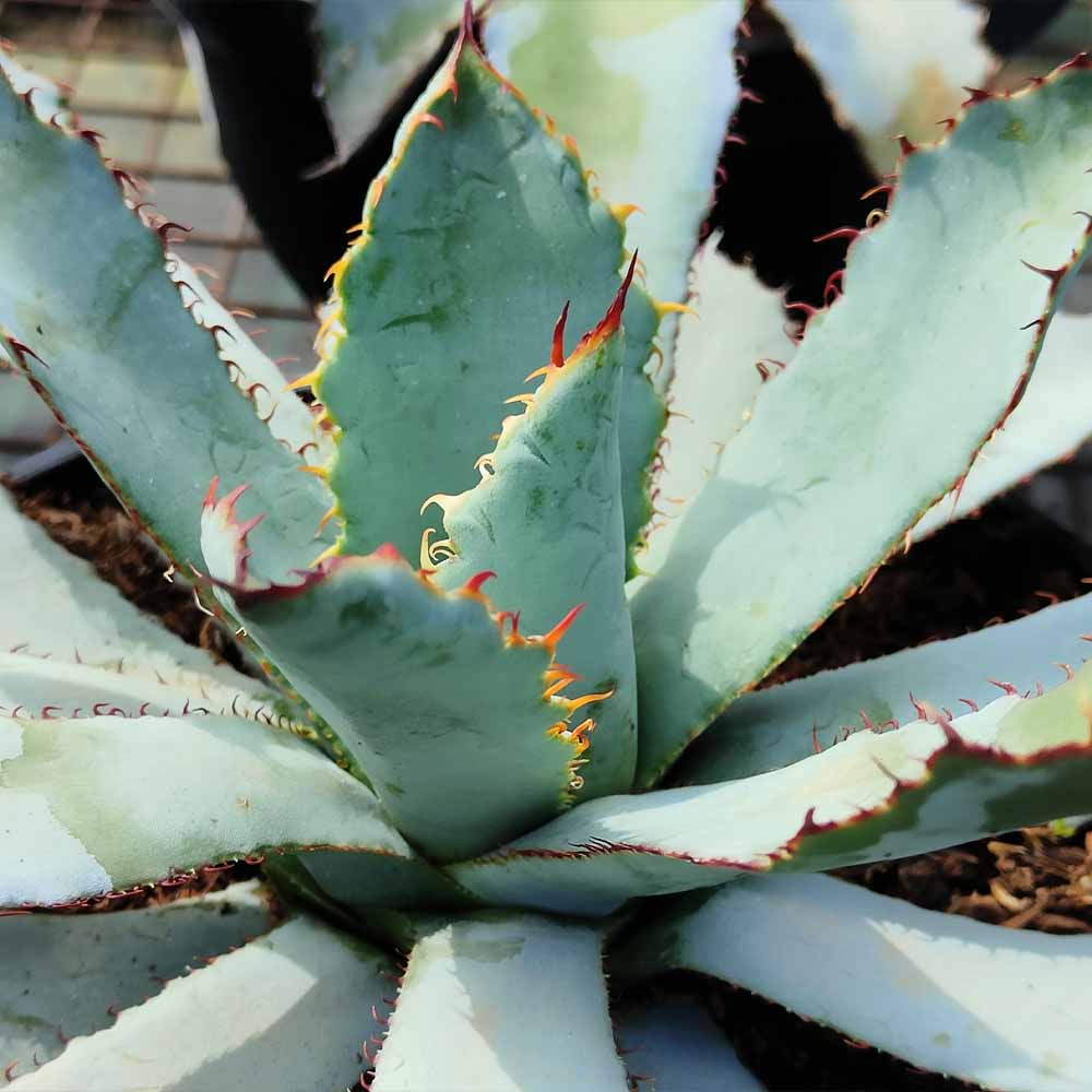 agave guadalarajana pianta