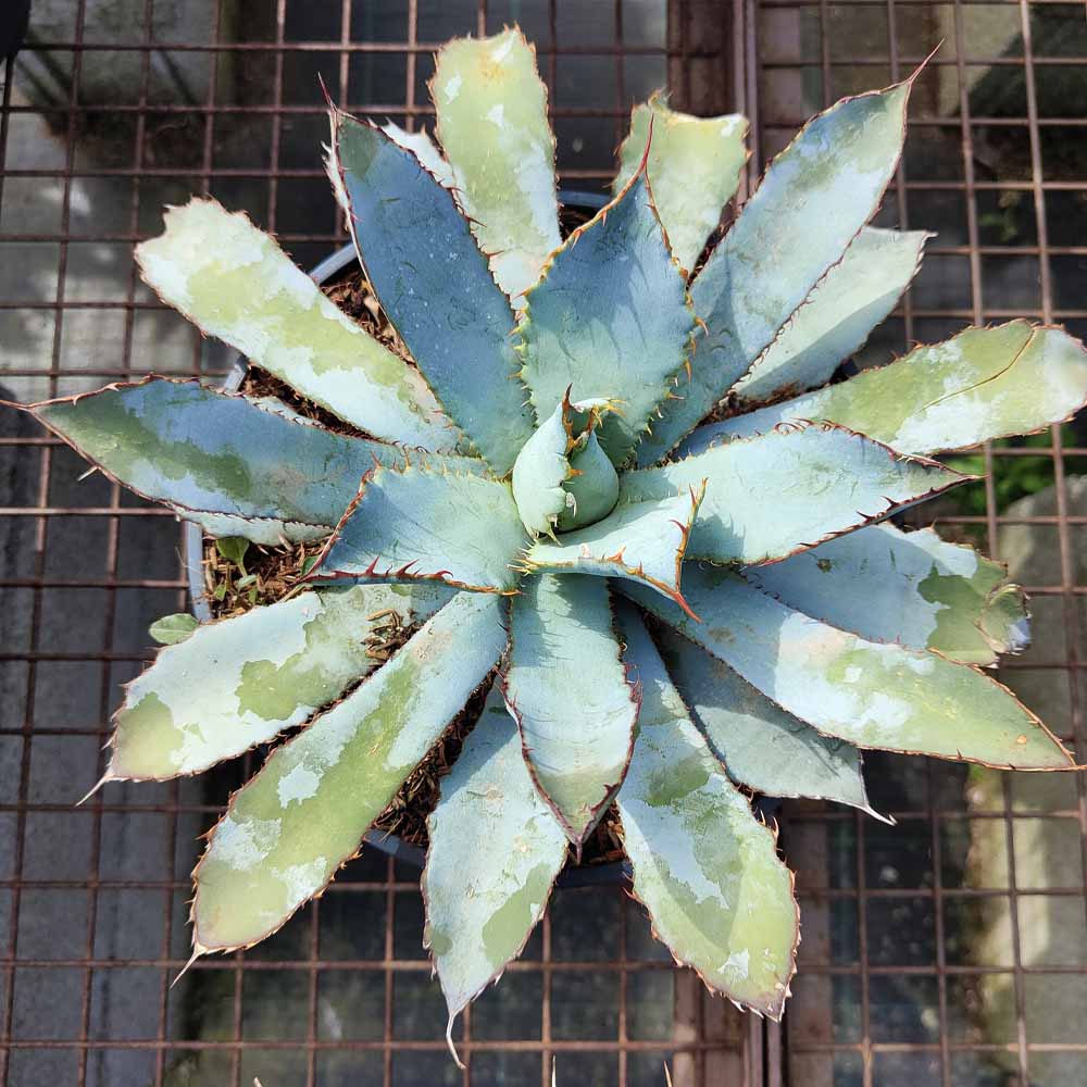 agave guadalarajana