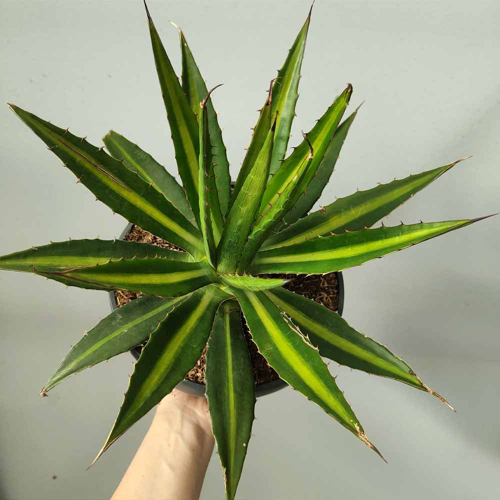 agave lophantha