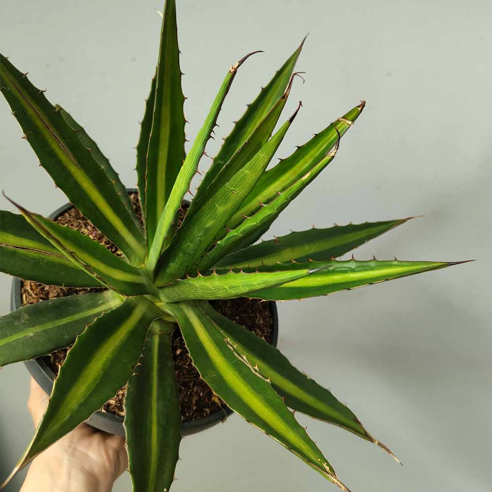 agave lophantha cactus