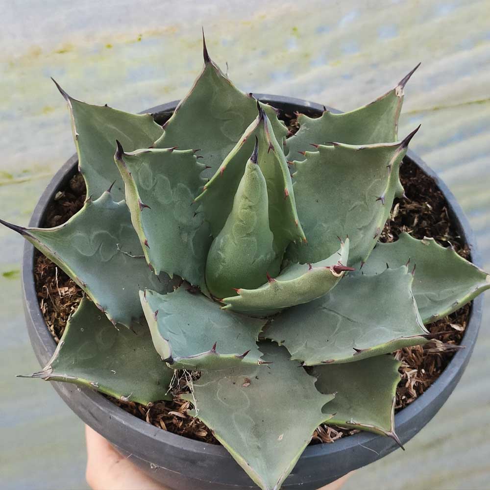agave parryi pianta grassa