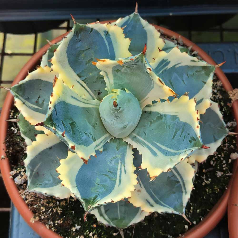 agave potatorum ice cactus