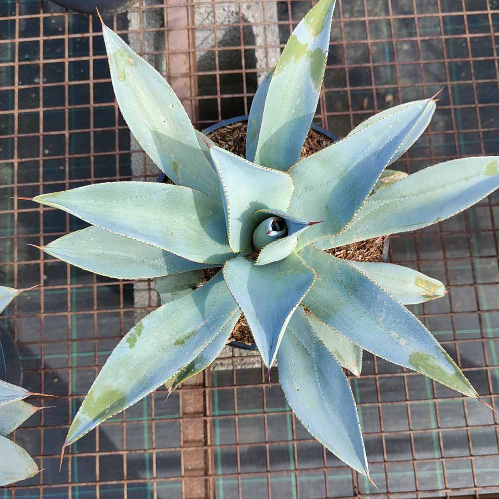 agave pygmae dragon toes ice pianta