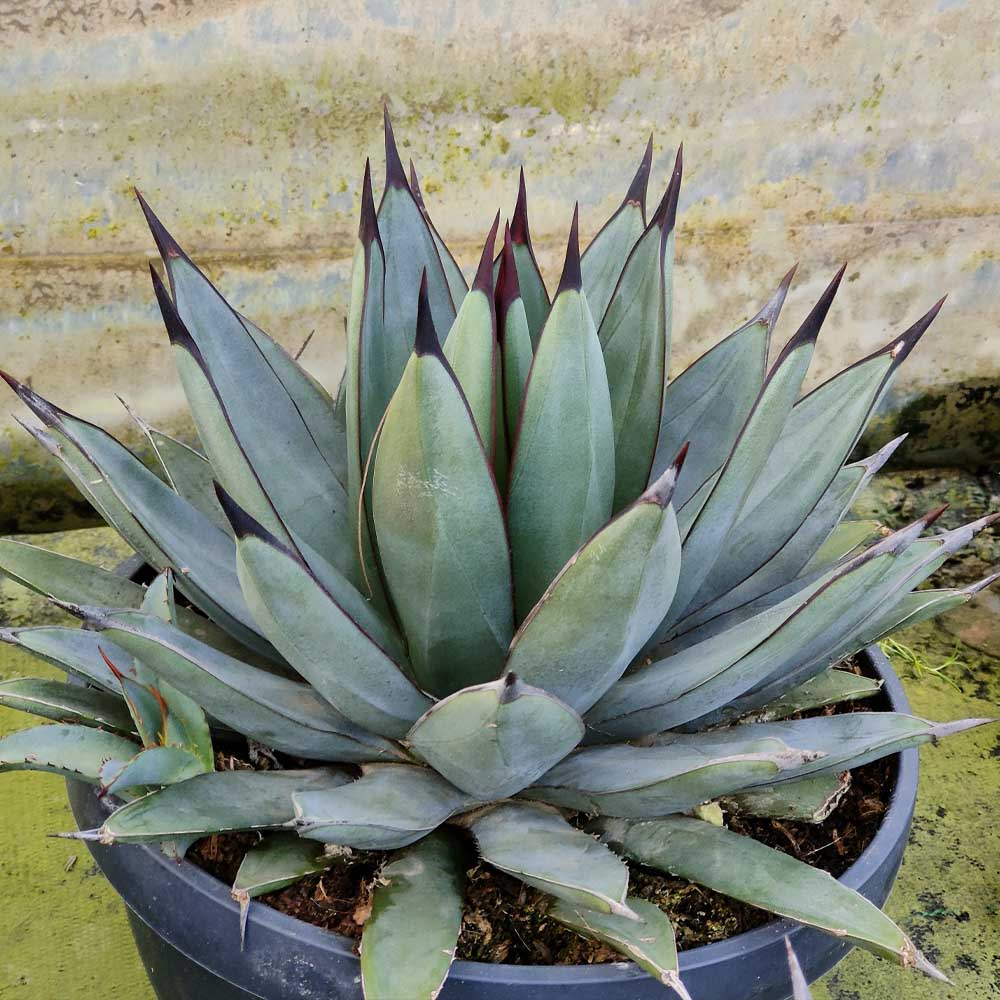 agave romanii