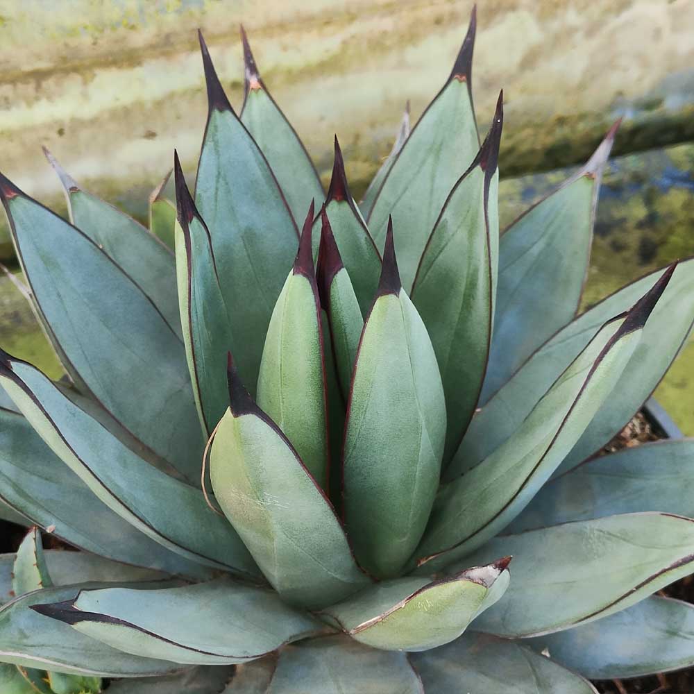 agave romanii pianta