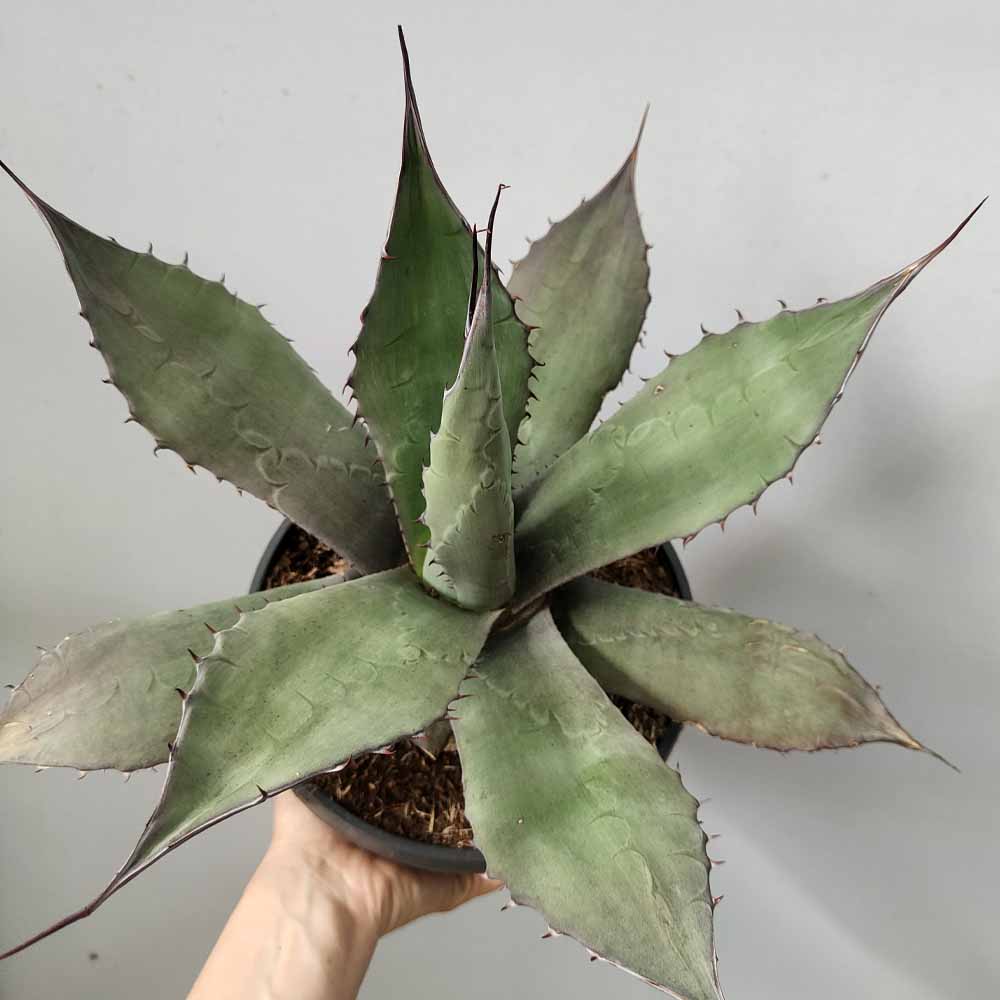 agave salmiana