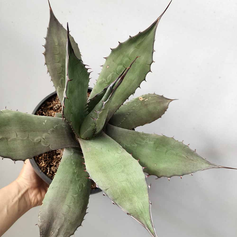 agave salmiana pianta