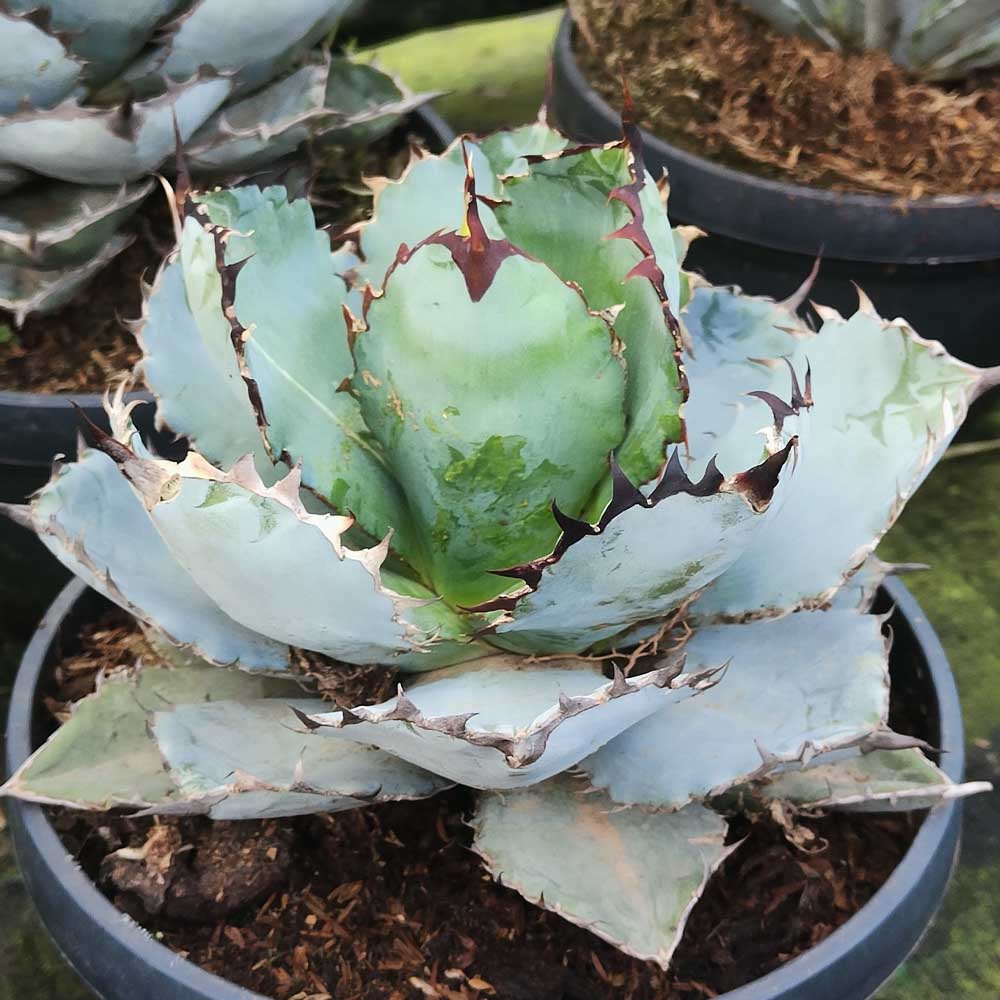agave titanota ice