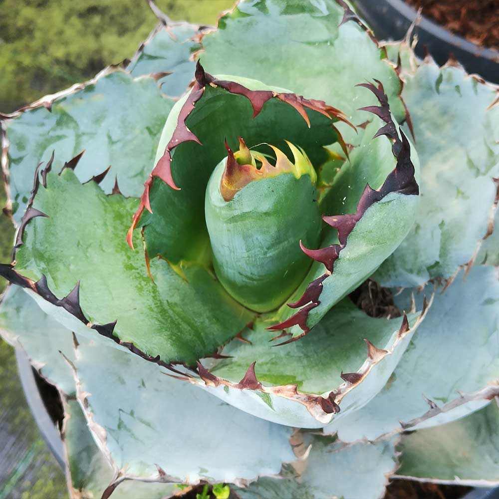 agave titanota white