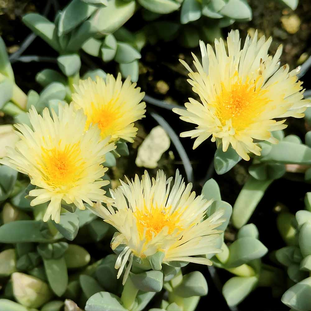 delosperma lehmannii fiore