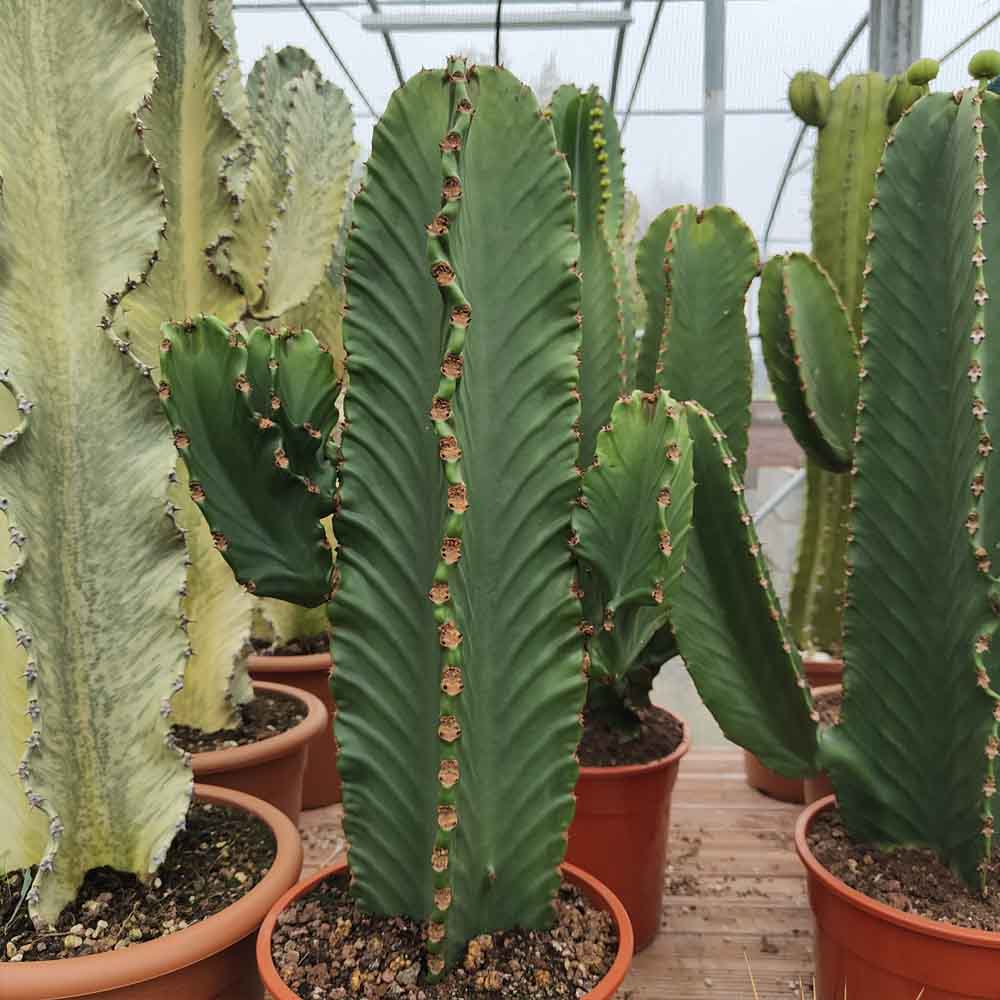 euphorbia ingens