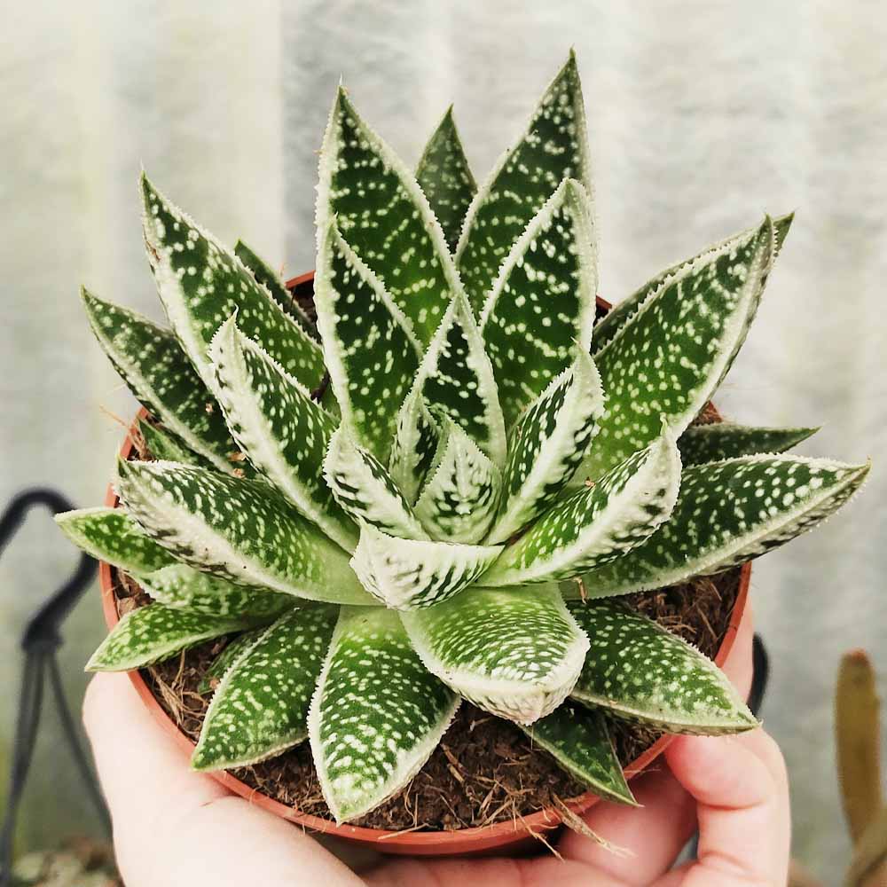 gasteraloe snow rock