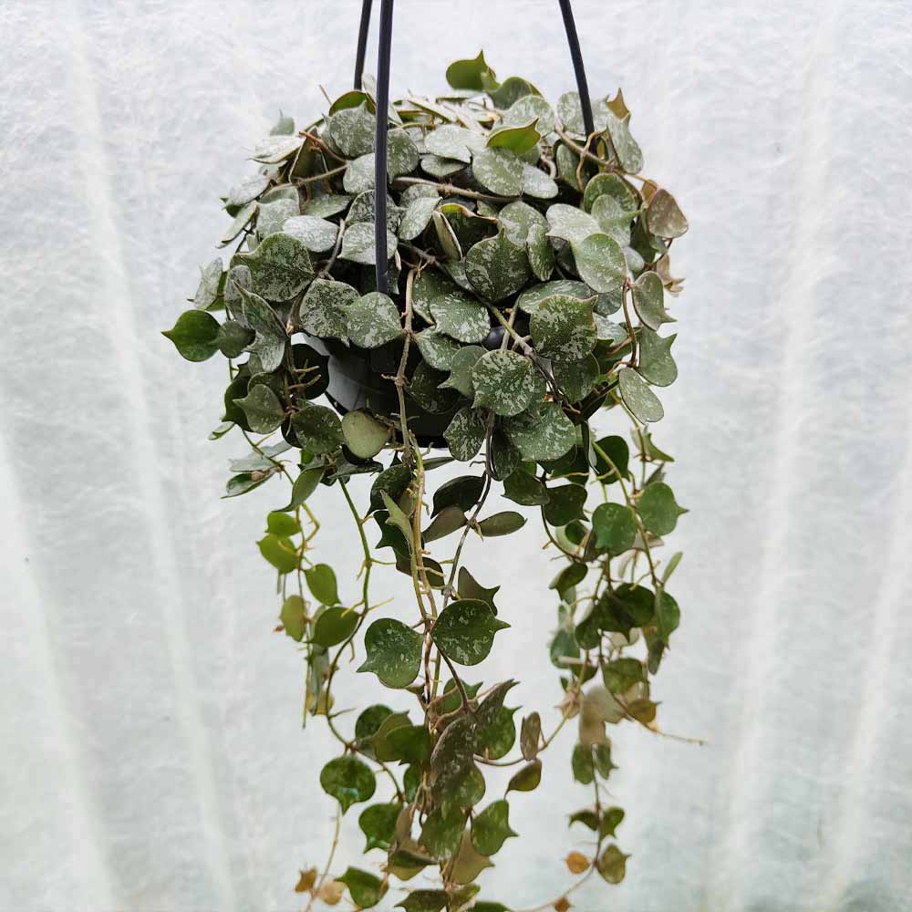 hoya curtisii pianta