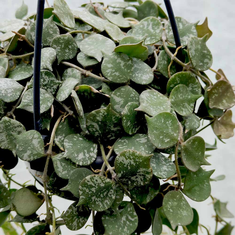hoya curtisii