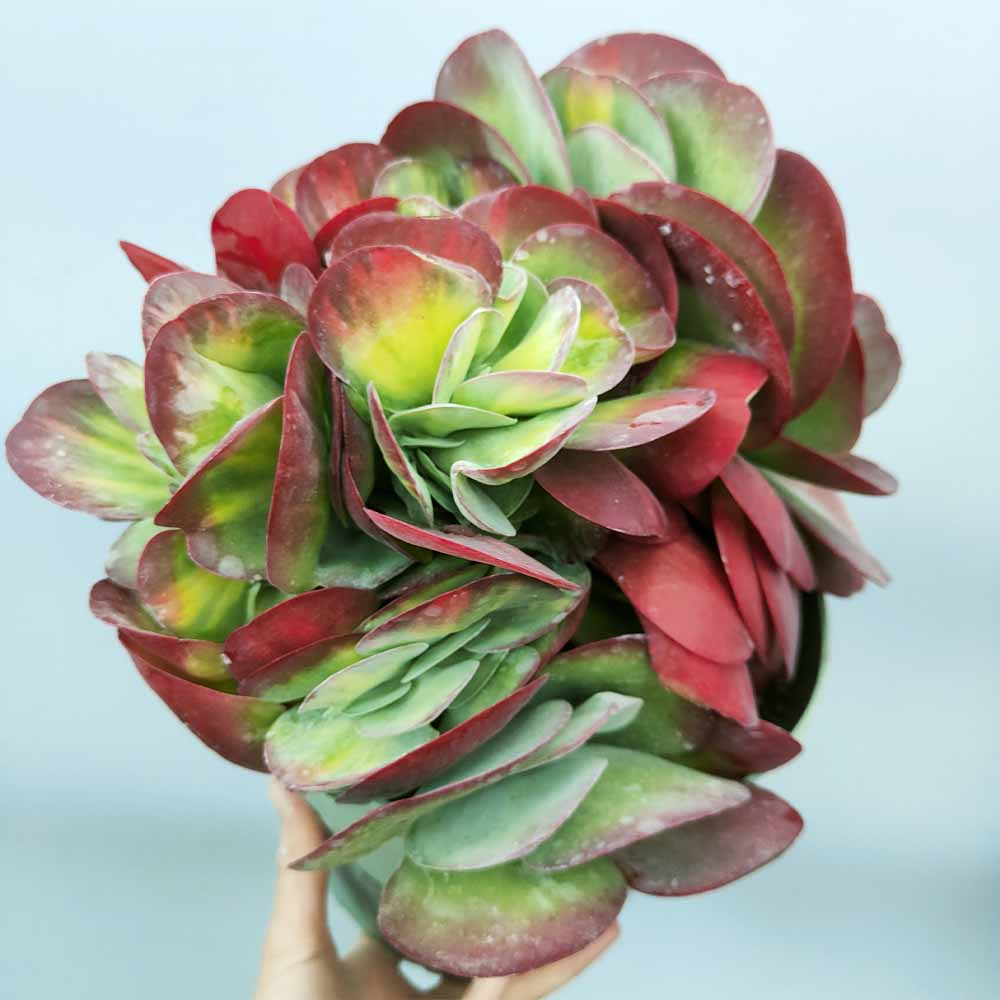 kalanchoe luciae variegata pianta