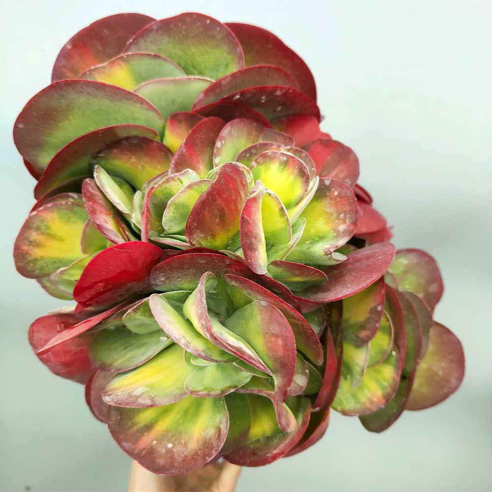 kalanchoe luciae variegata