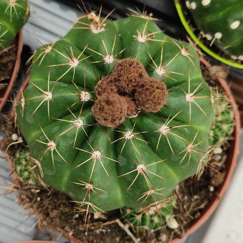 notocactus ottonis