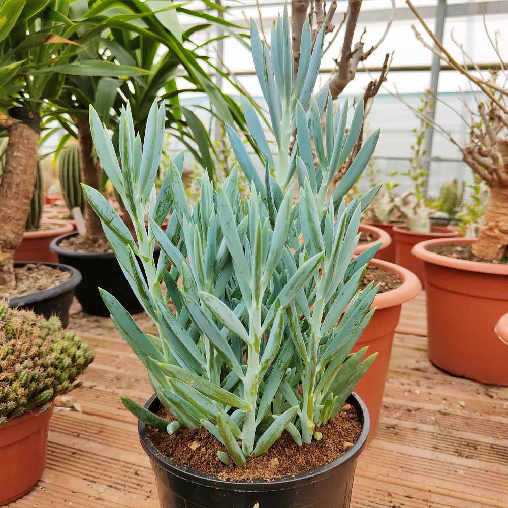 senecio curio ficoides