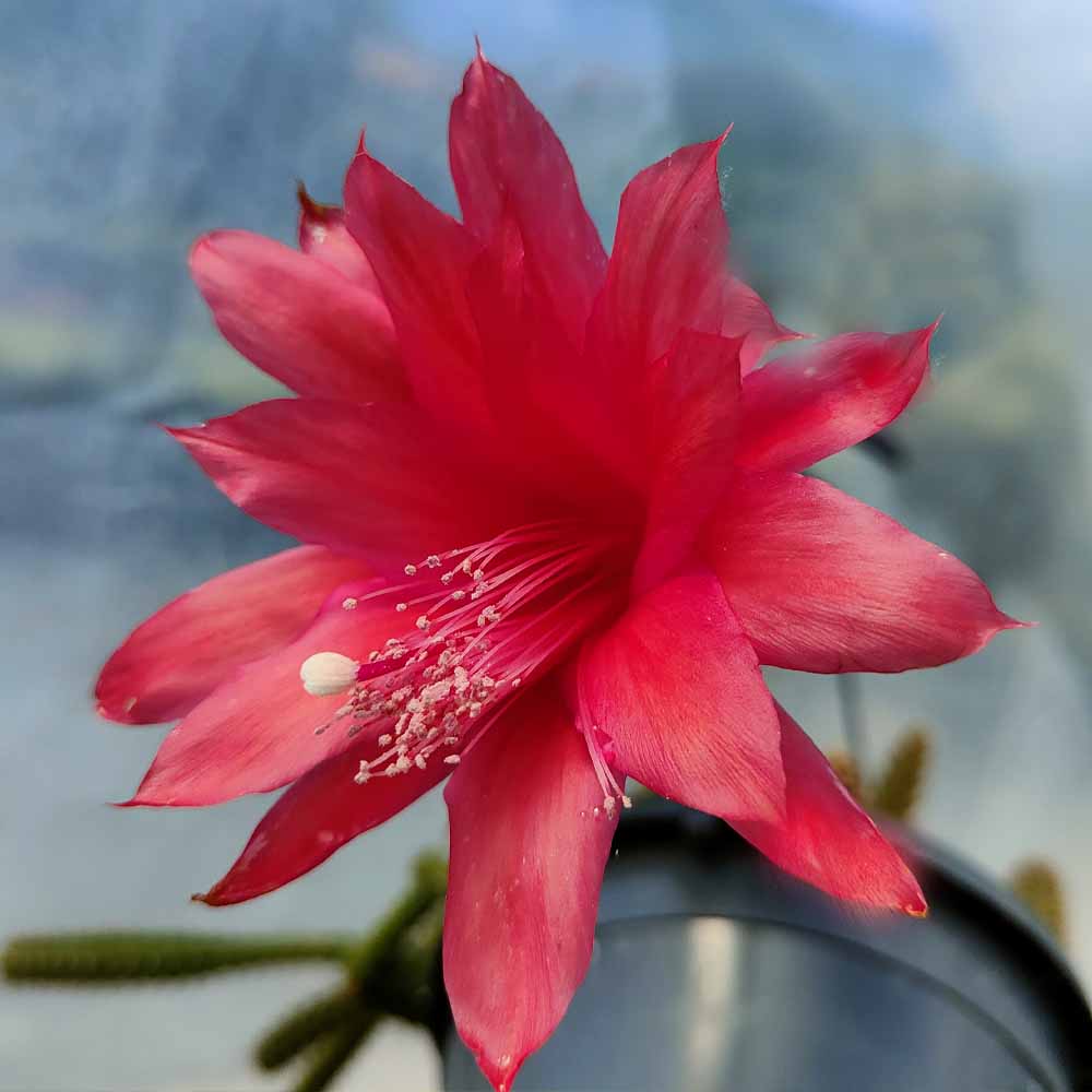 aporocactus malisonii fiore