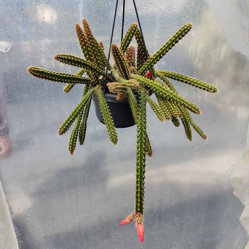 aporocactus malisonii
