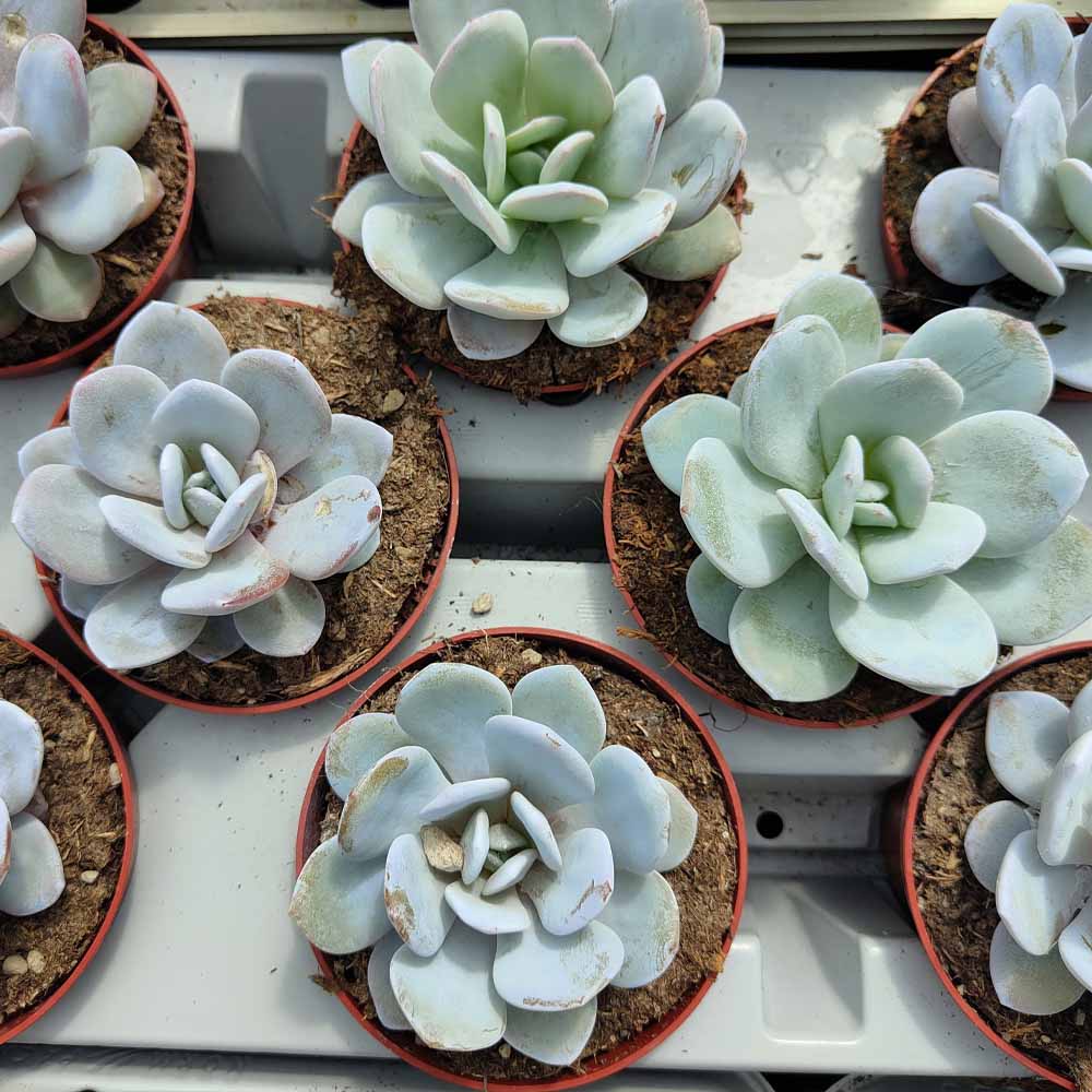 echeveria laui pianta
