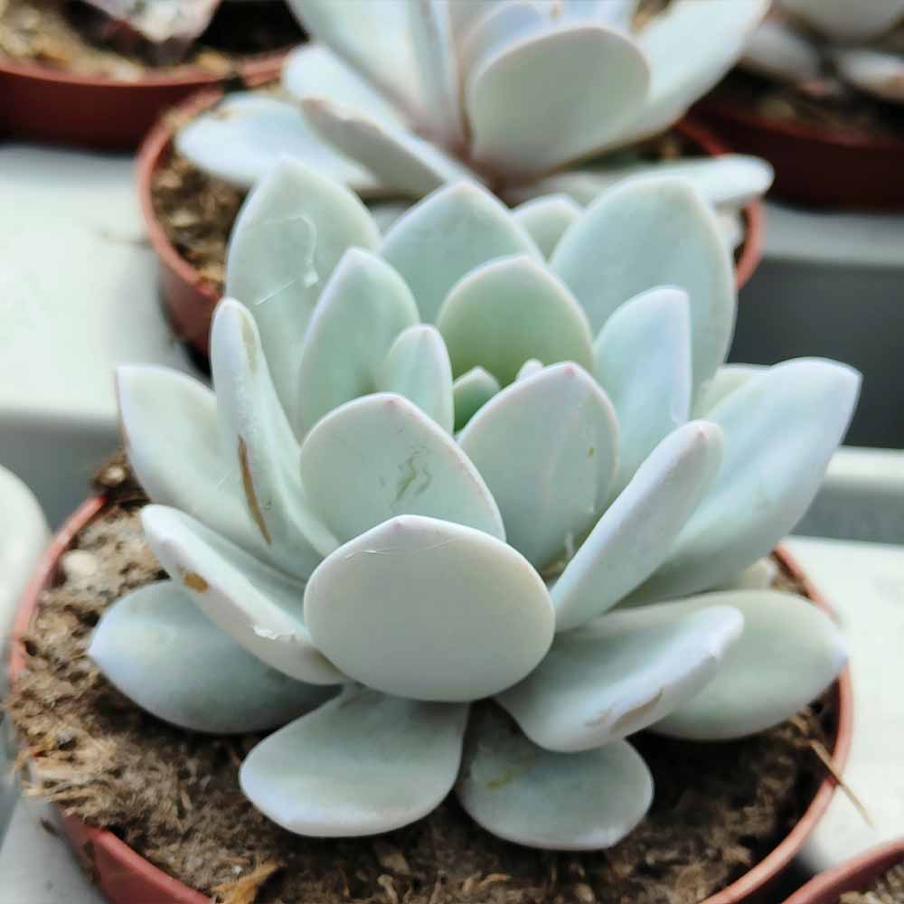 echeveria laui