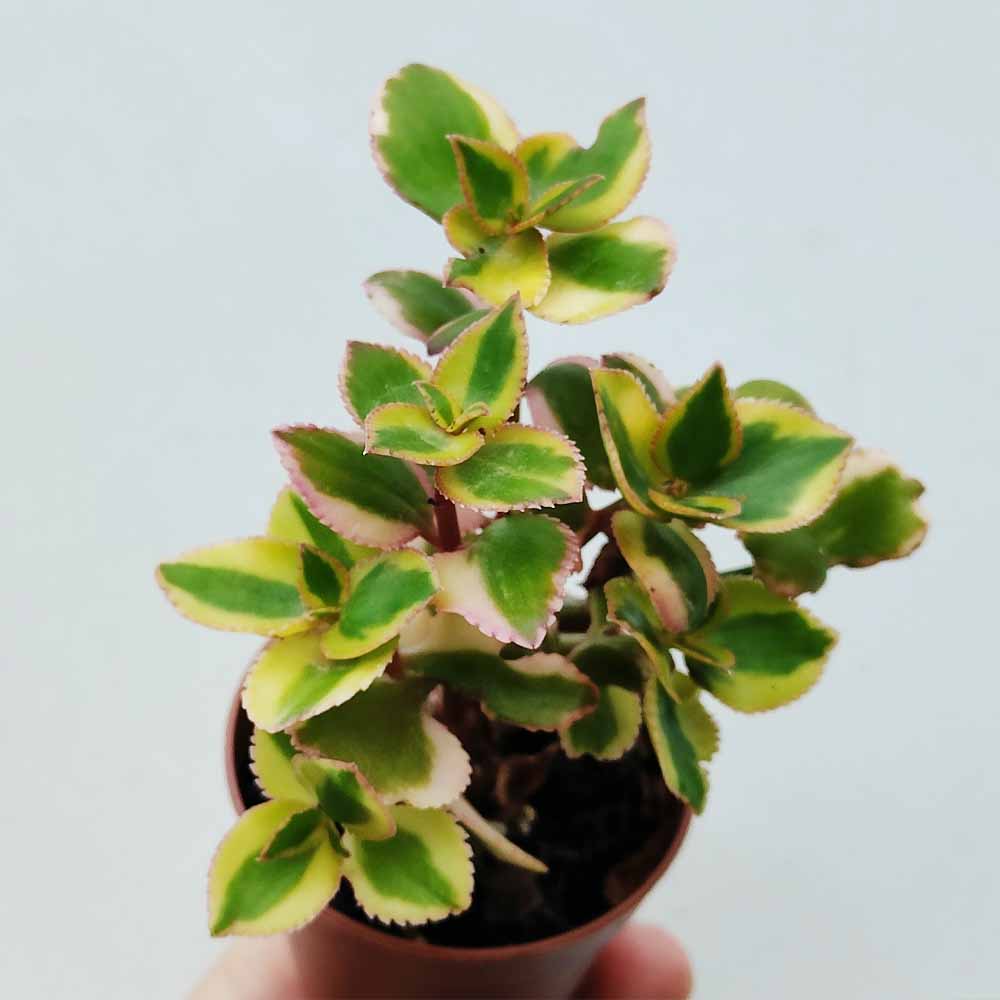 Crassula sarmentosa 'Comet' (sin. 'Variegata')