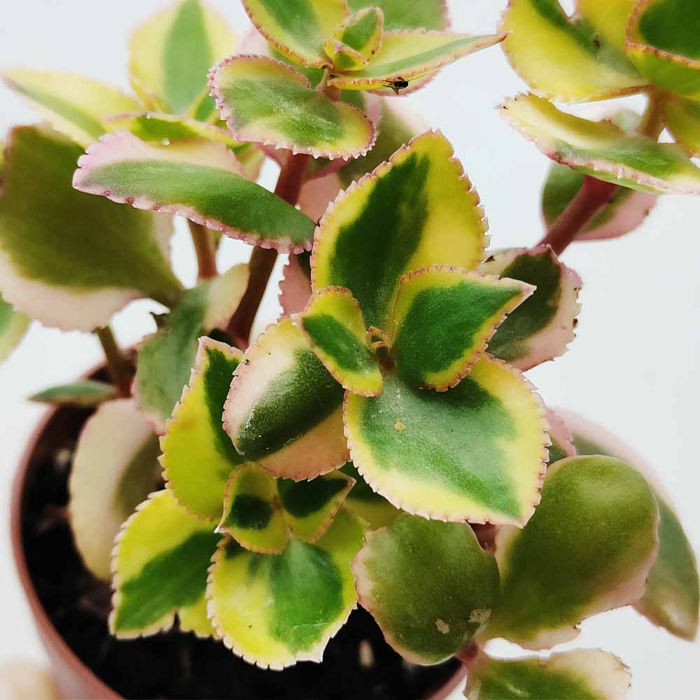 Crassula sarmentosa 'Comet'