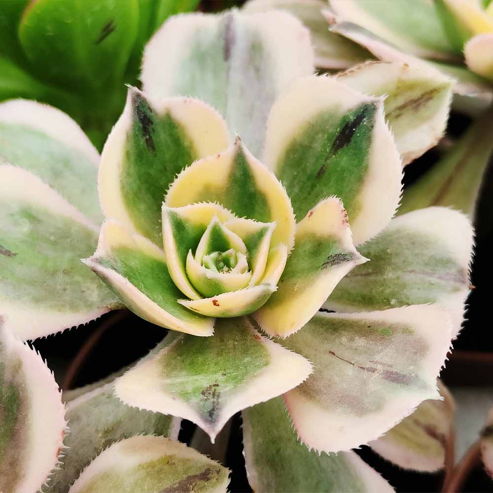 aeonium sunburst PIANTA