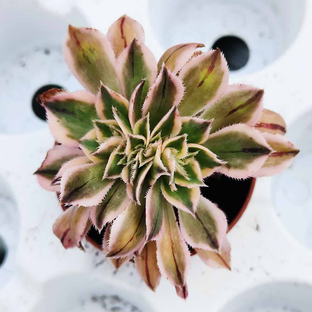 aeonium sunburst crestato