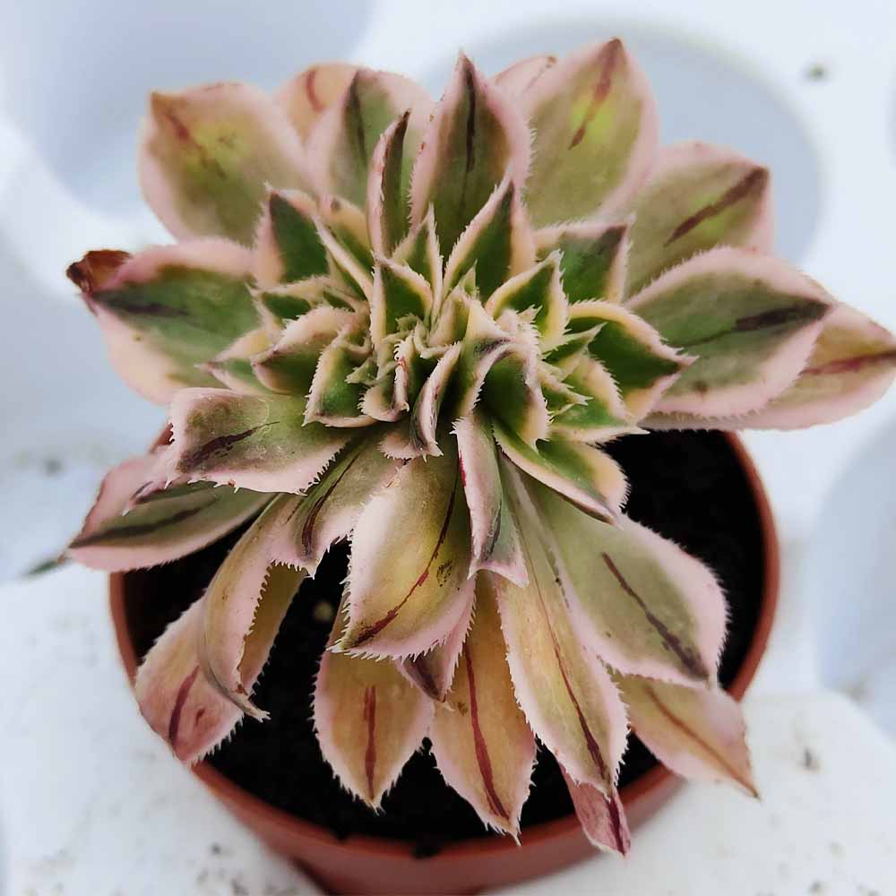 aeonium sunburst crested