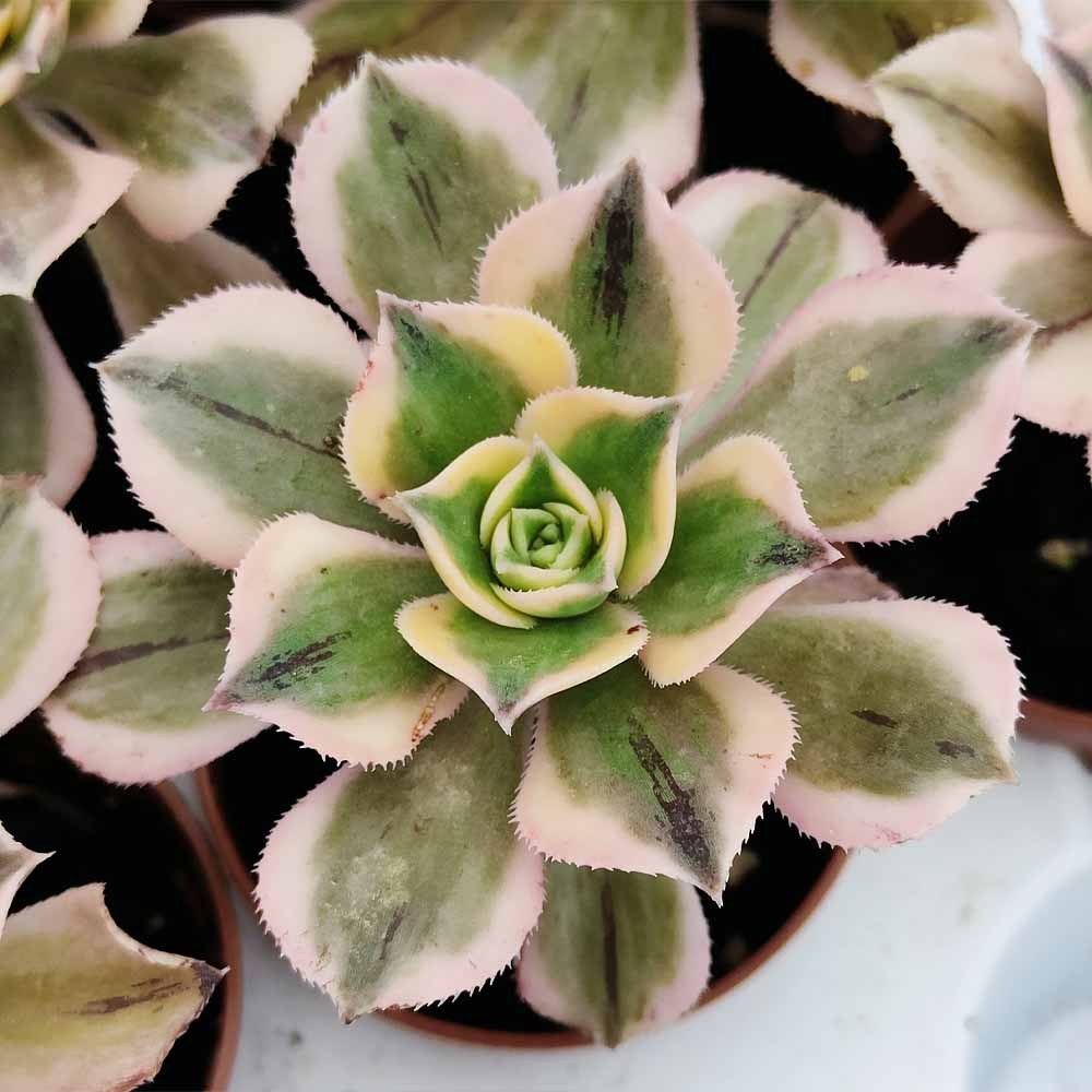 aeonium sunburst