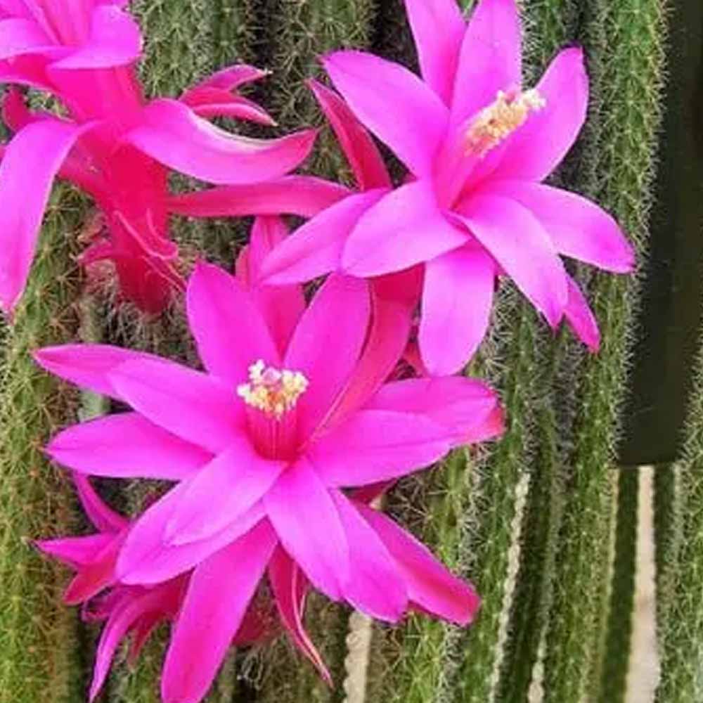 aporocactus flagelliformis fiore
