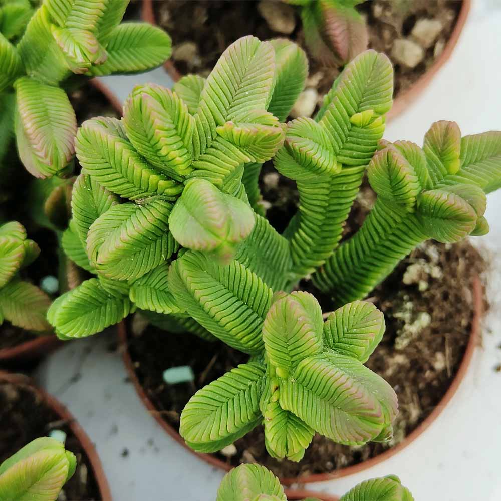 crassula pyramidalis