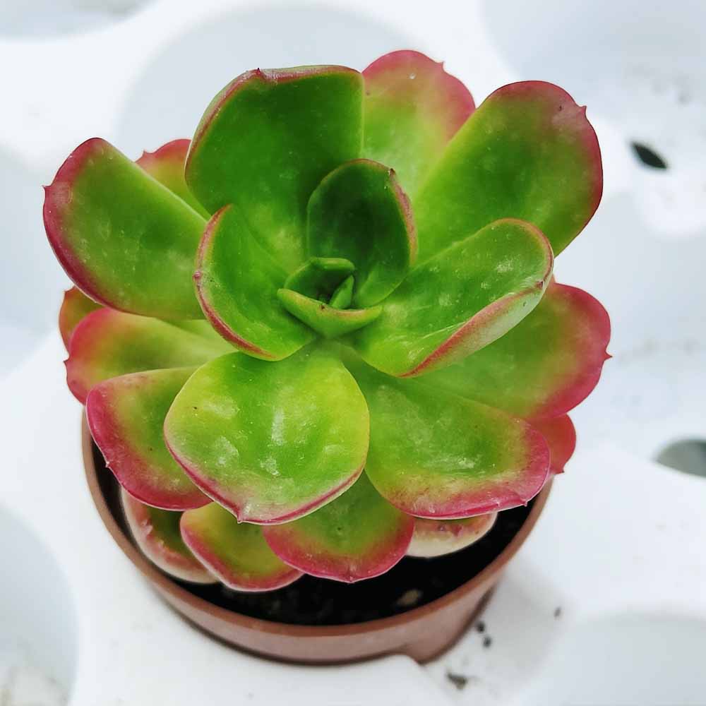 echeveria briar rose