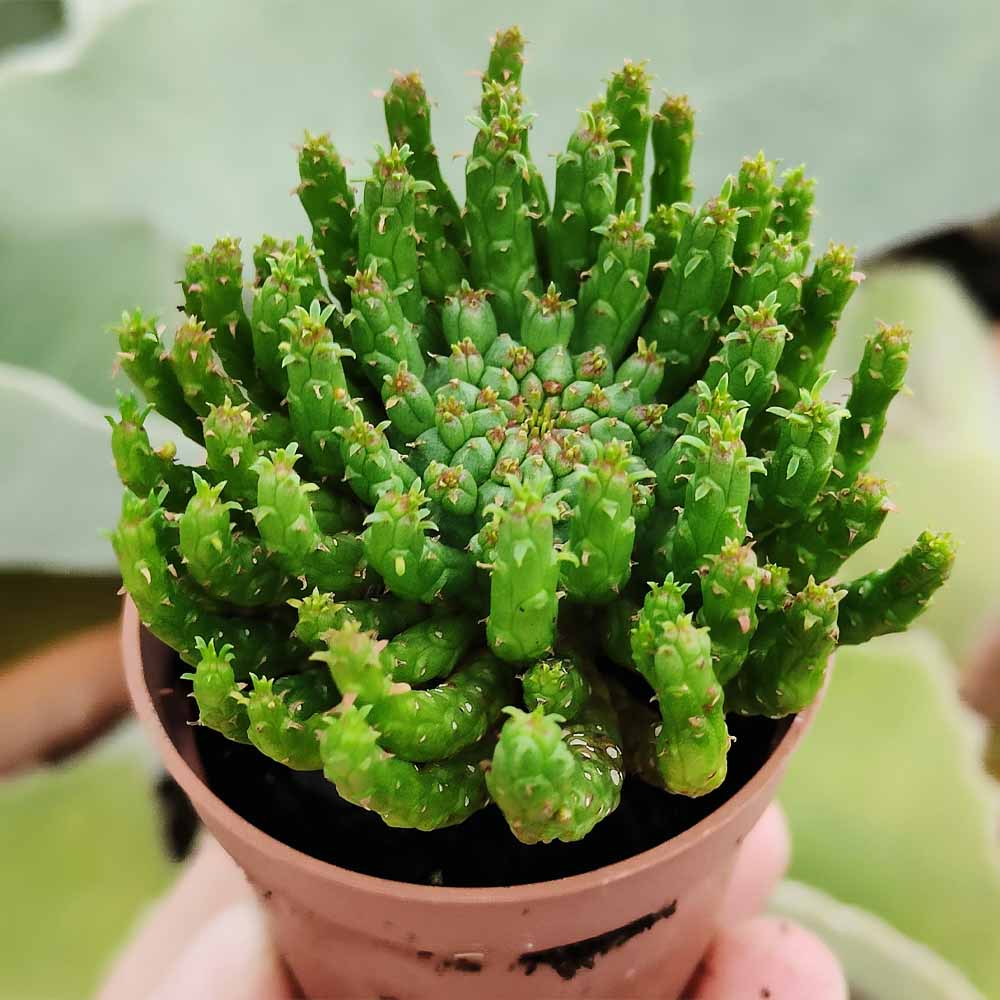 euphorbia flanaganii cactus