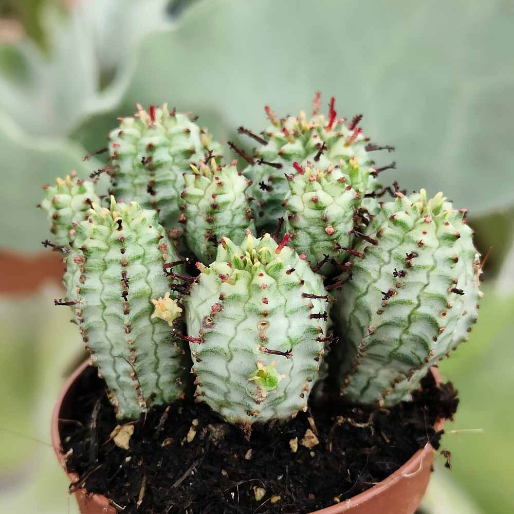 euphorbia mammillaris variegata cactus