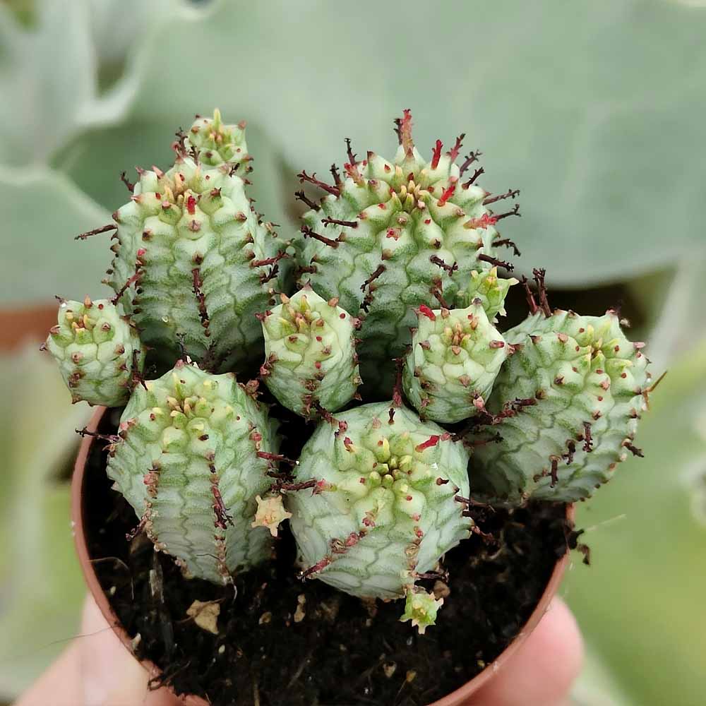 euphorbia mammillaris variegata