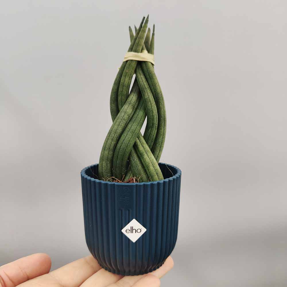 sansevieria intrecciata blu