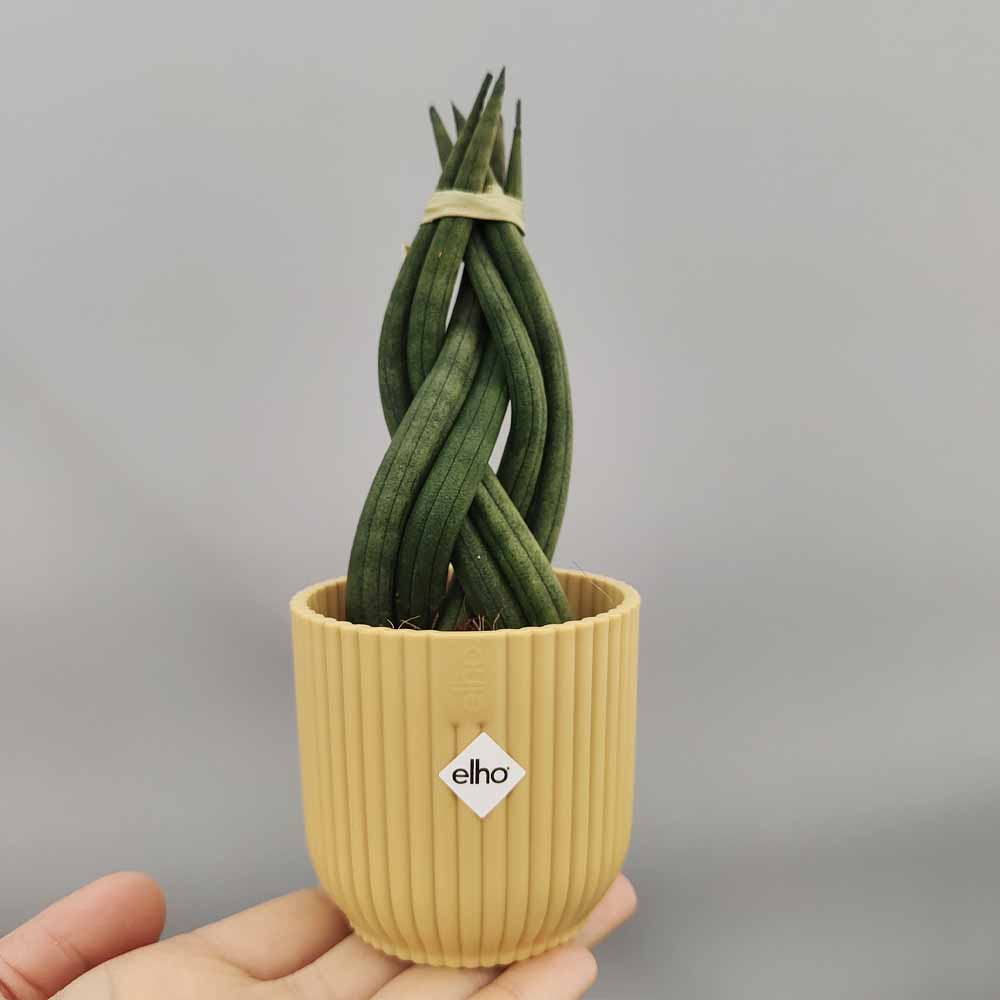 sansevieria intrecciata giallo